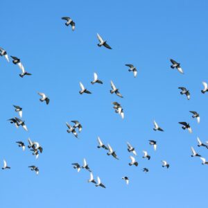 熟年離婚の代理人に依頼する方法は？